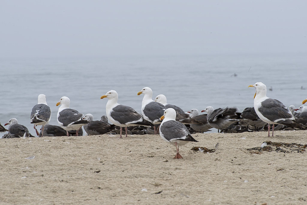 California State Parks