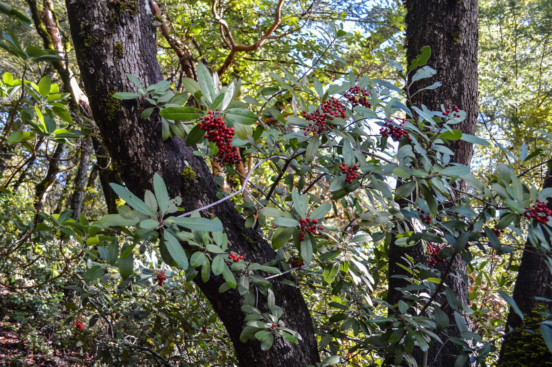 Waterman Gap Trail Campground