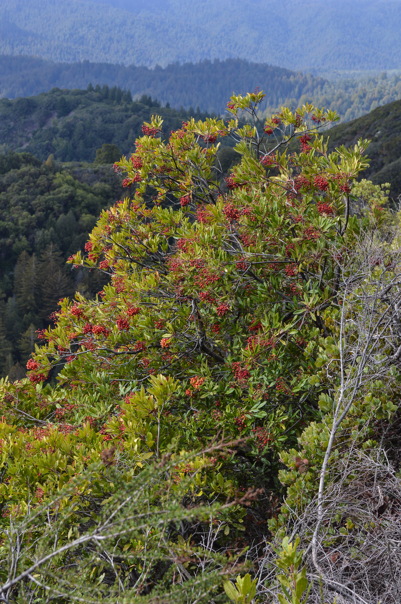California State Parks