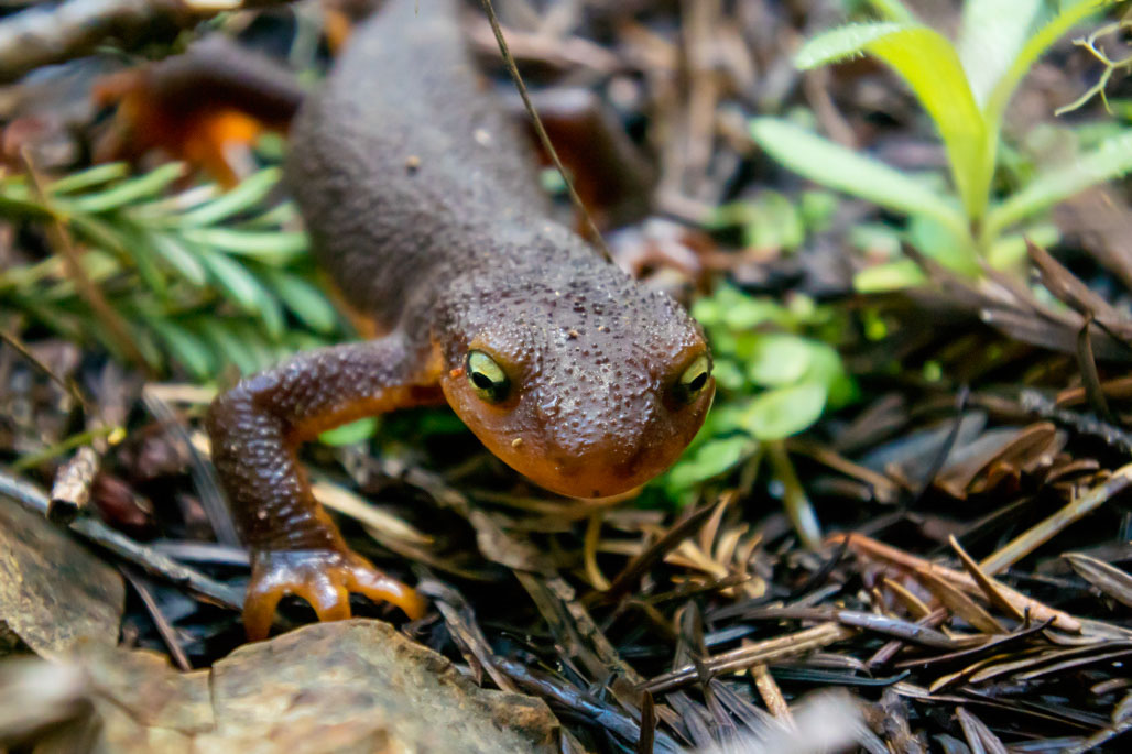 Slate Creek Trail Campground