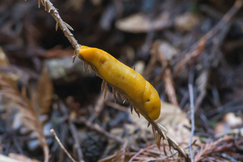 California State Parks