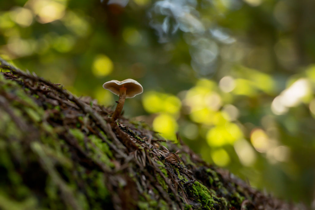 California State Parks