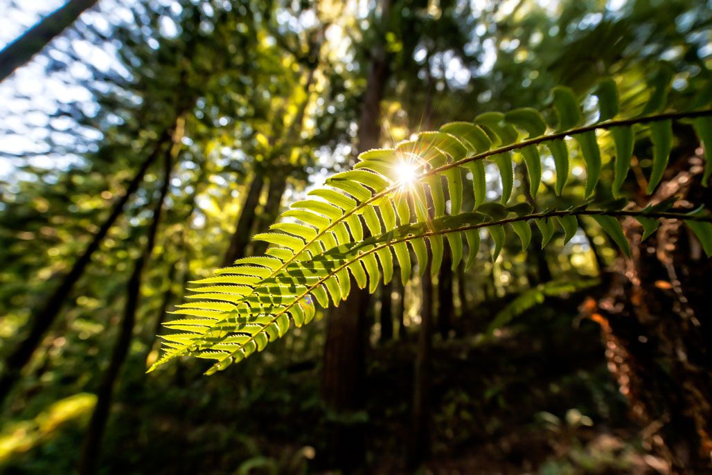 California State Parks