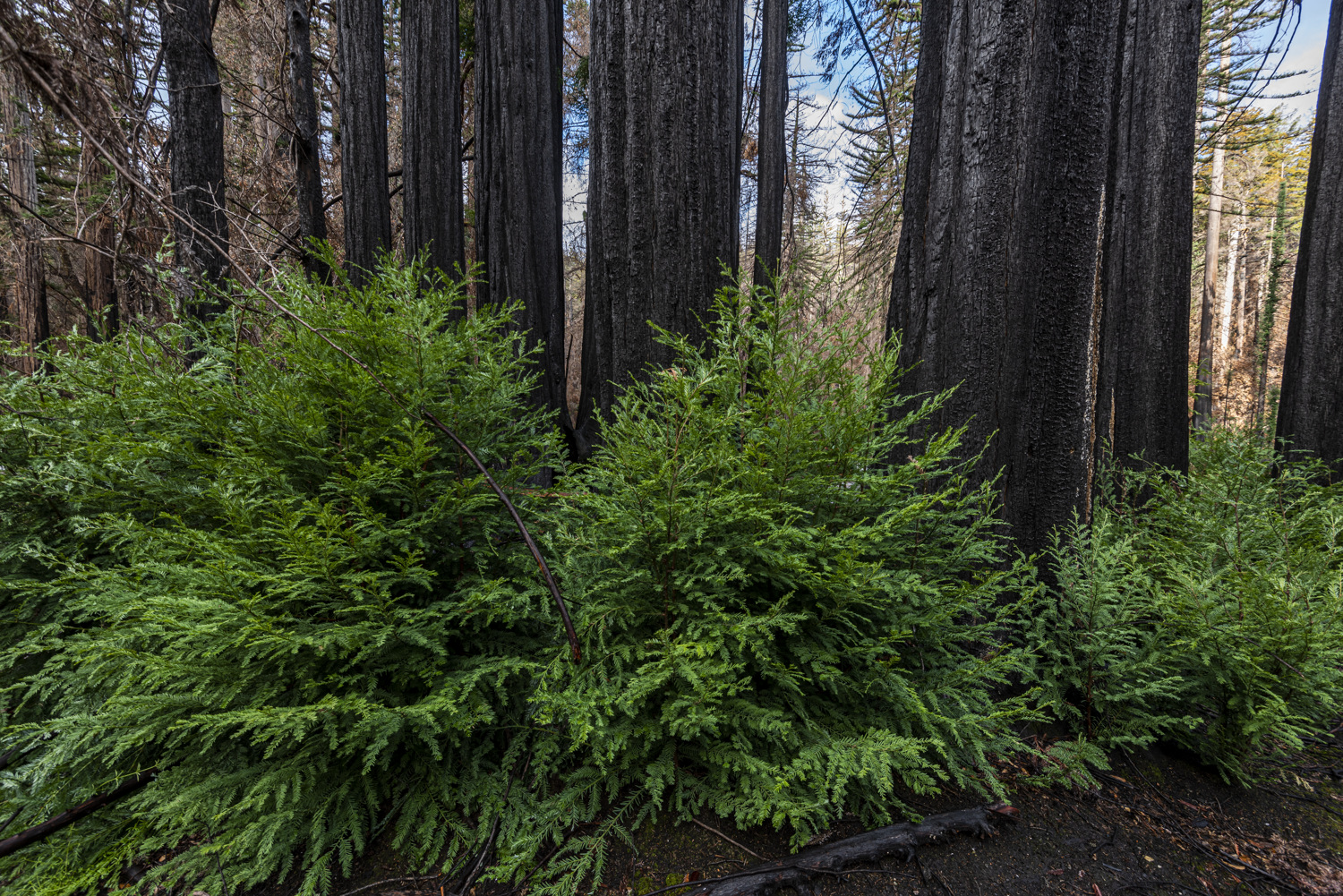 California State Parks