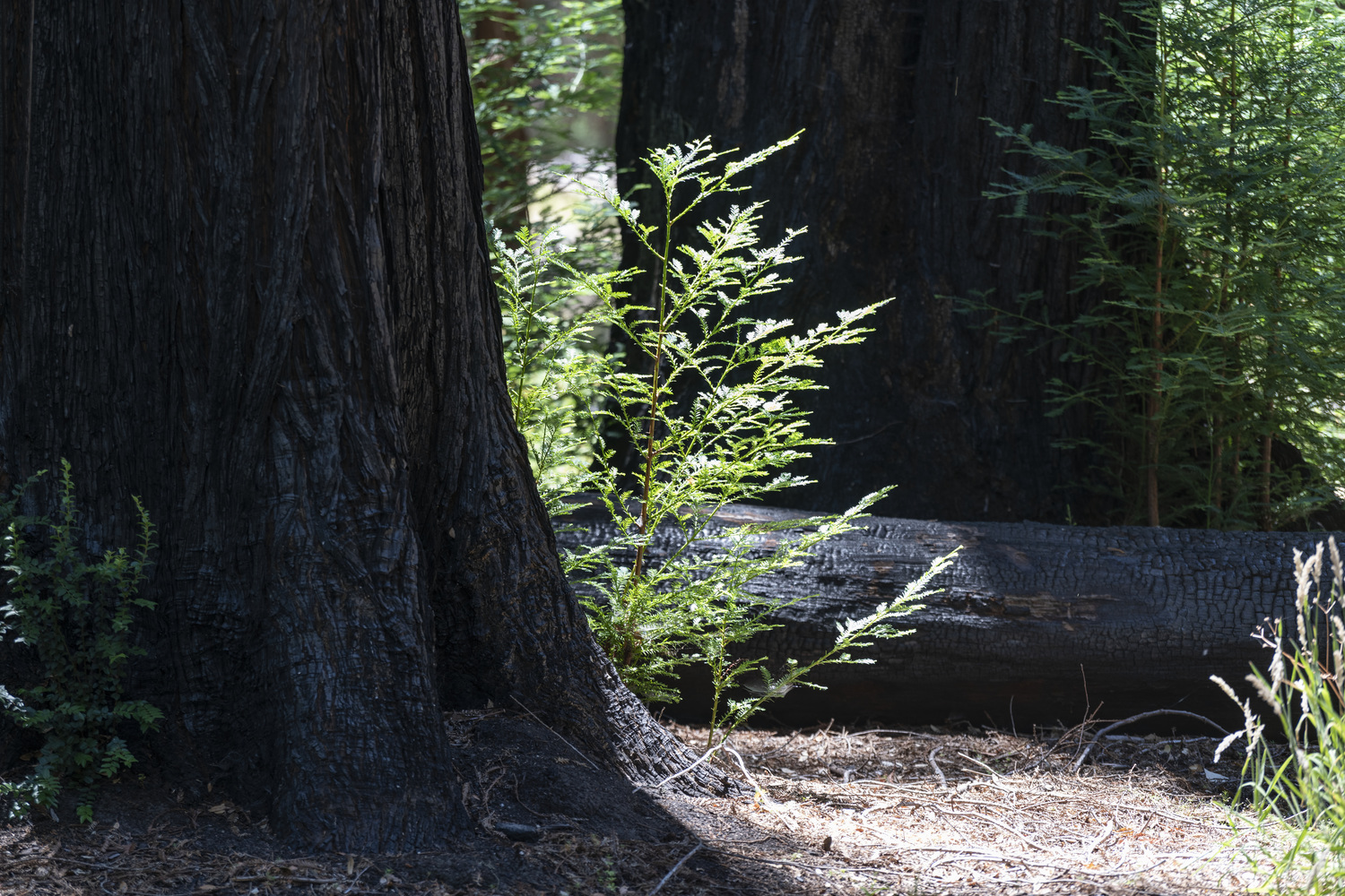 California State Parks