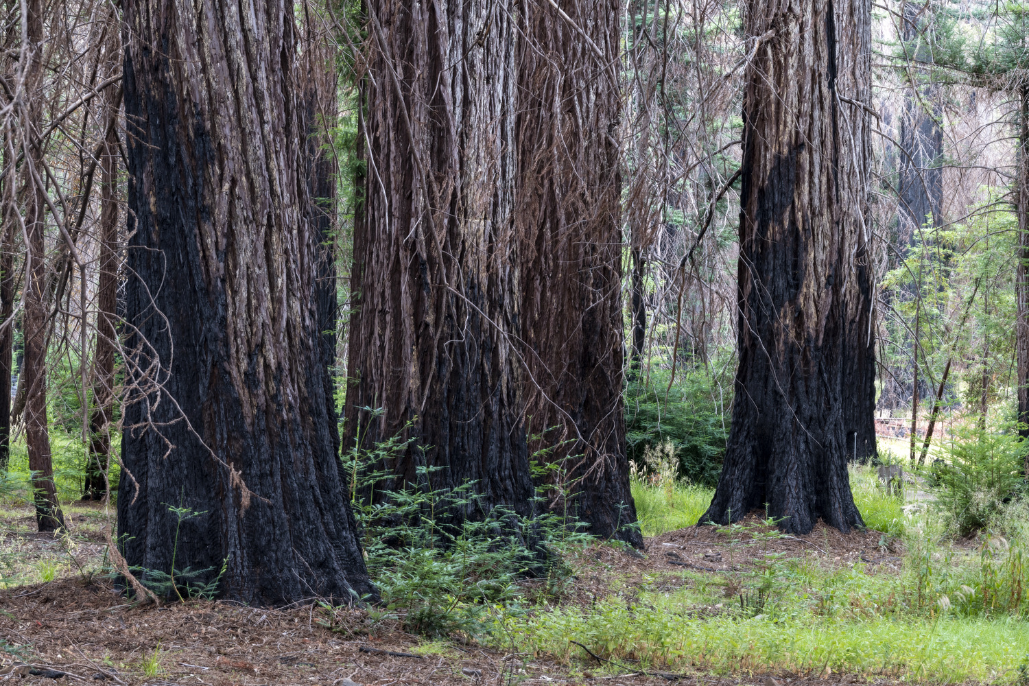 California State Parks