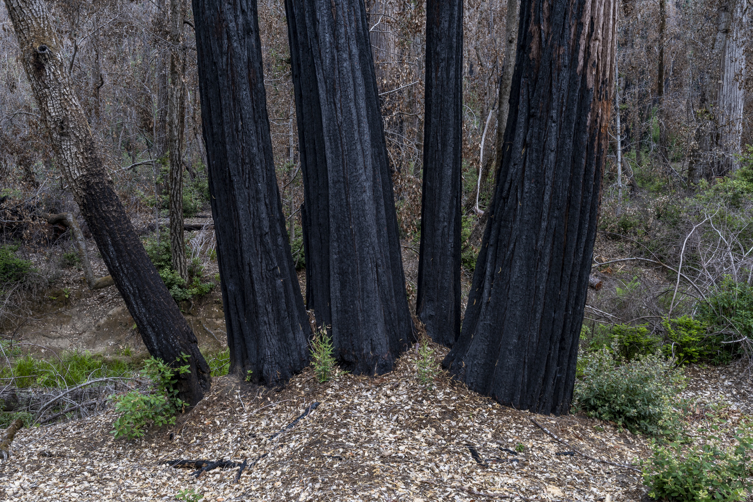 California State Parks