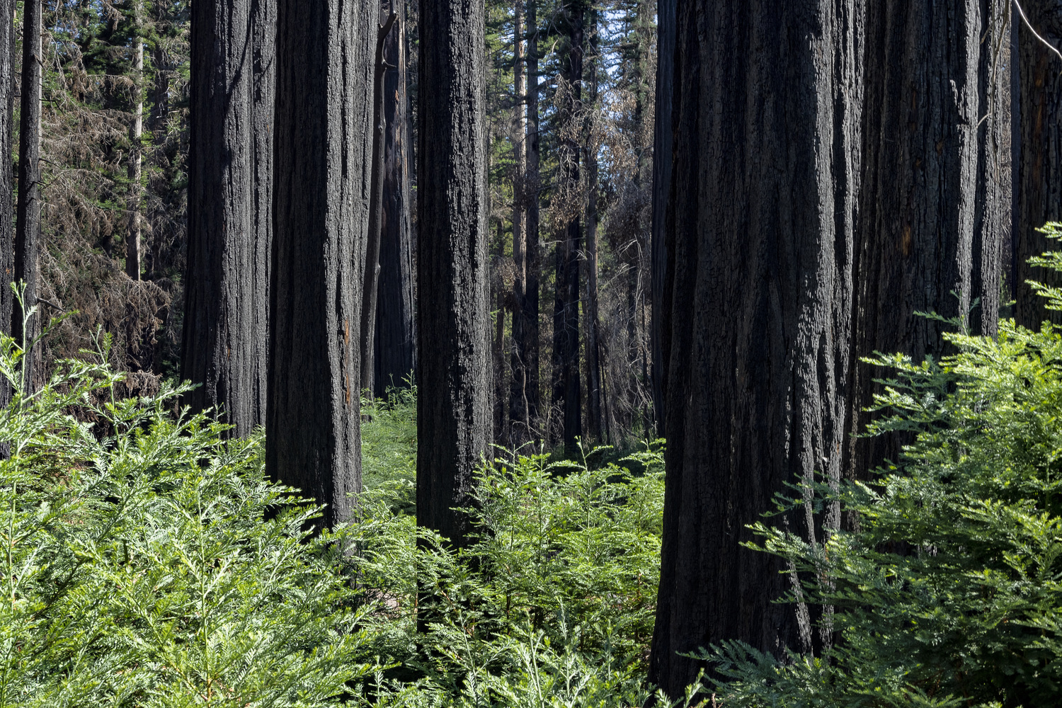 California State Parks