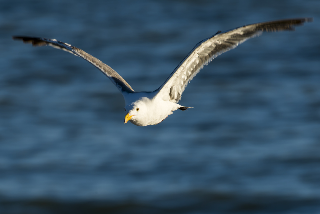 Seacliff State Beach Campground