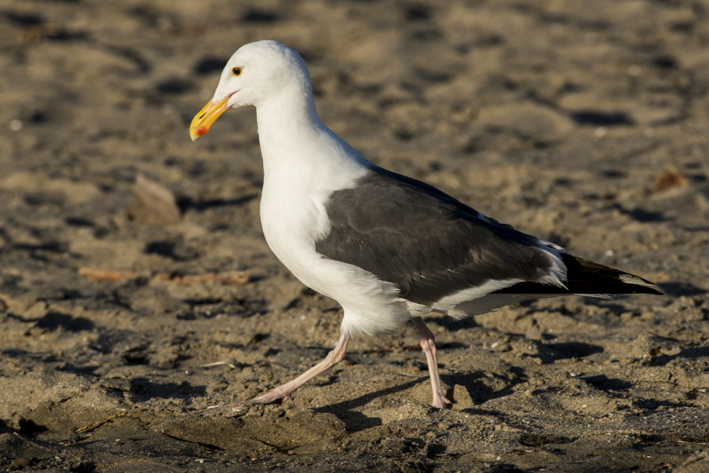 California State Parks