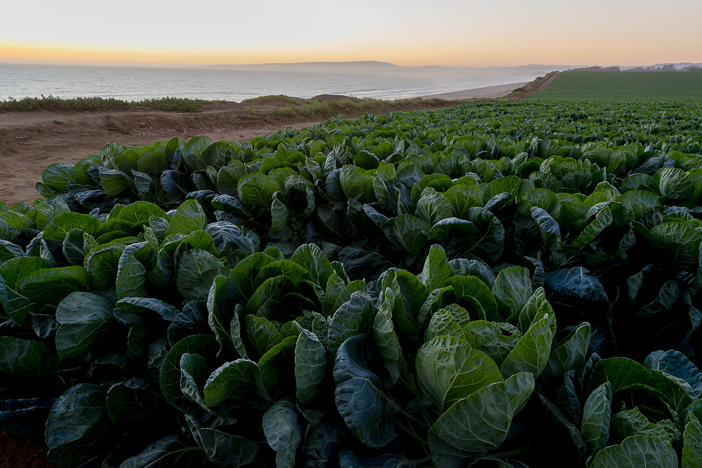 Manresa State Beach Campground