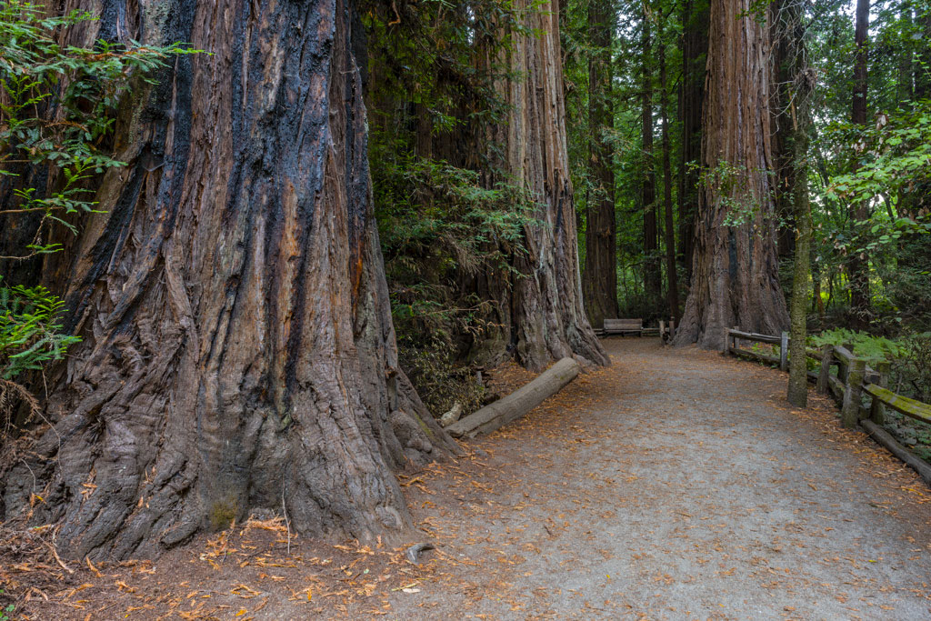 Henry Cowell Redwoods State Park Campground