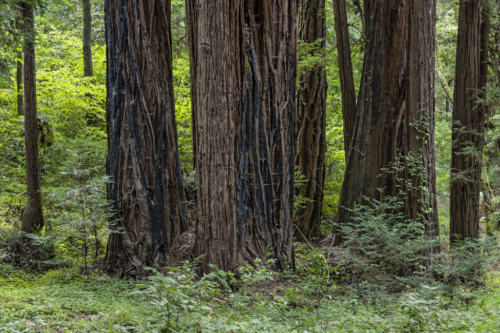 Henry Cowell Redwoods State Park Campground