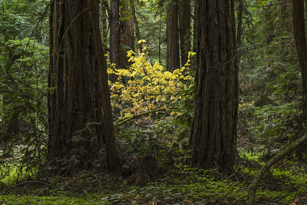 Henry Cowell Redwoods State Park Campground