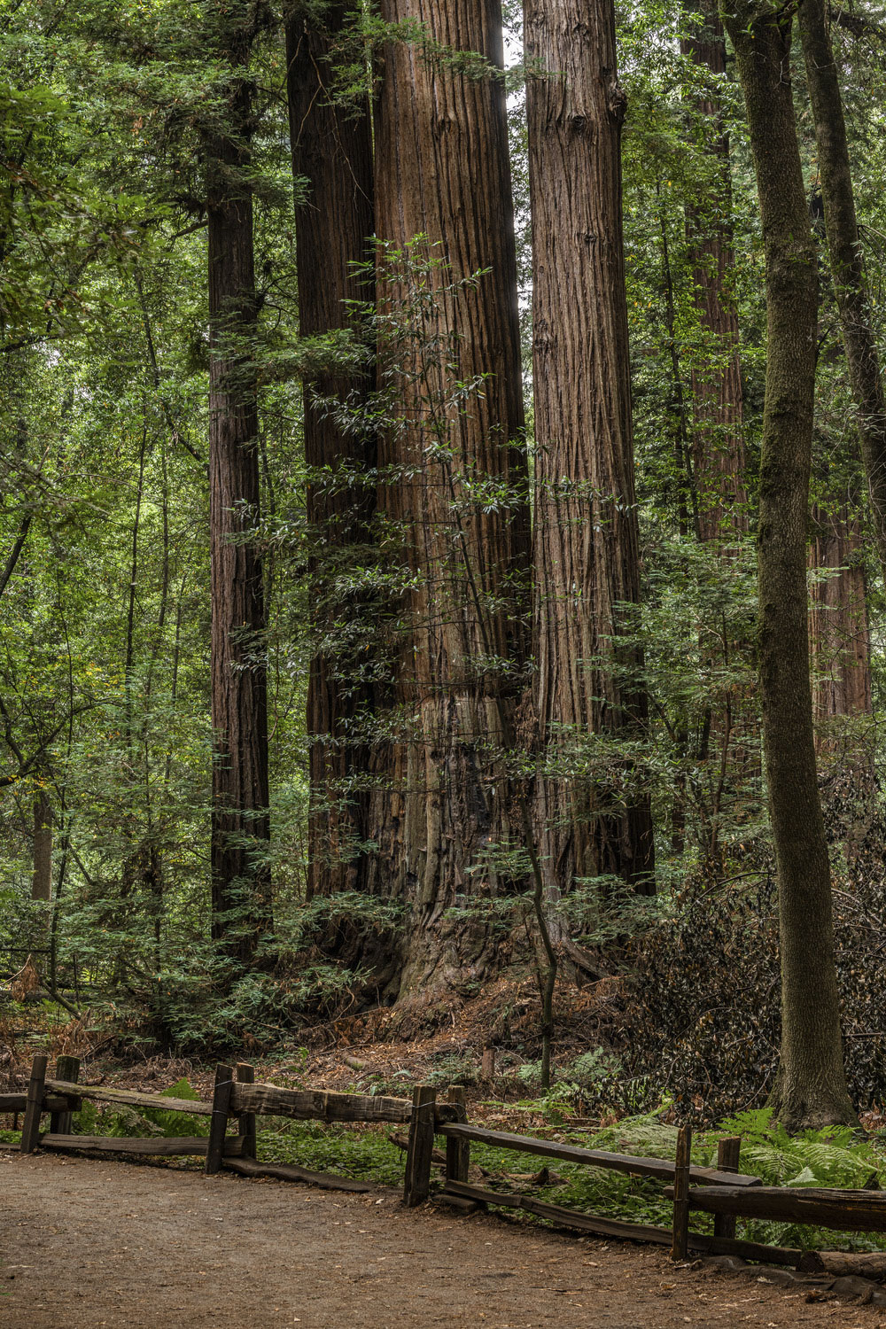 Henry Cowell Redwoods State Park Campground