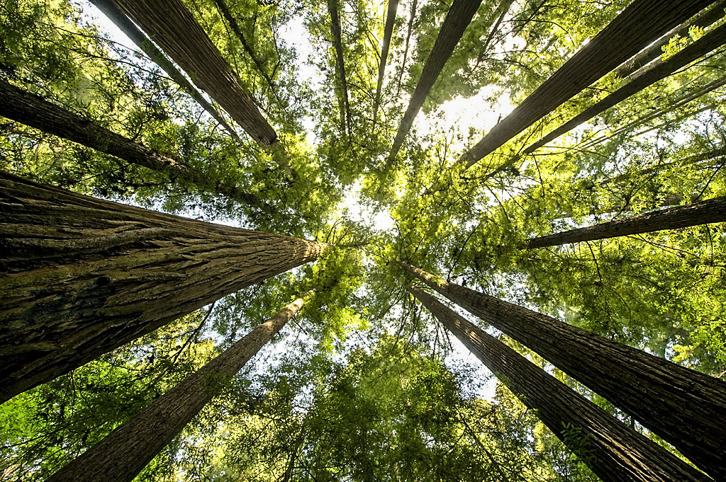 Henry Cowell Redwoods State Park Campground