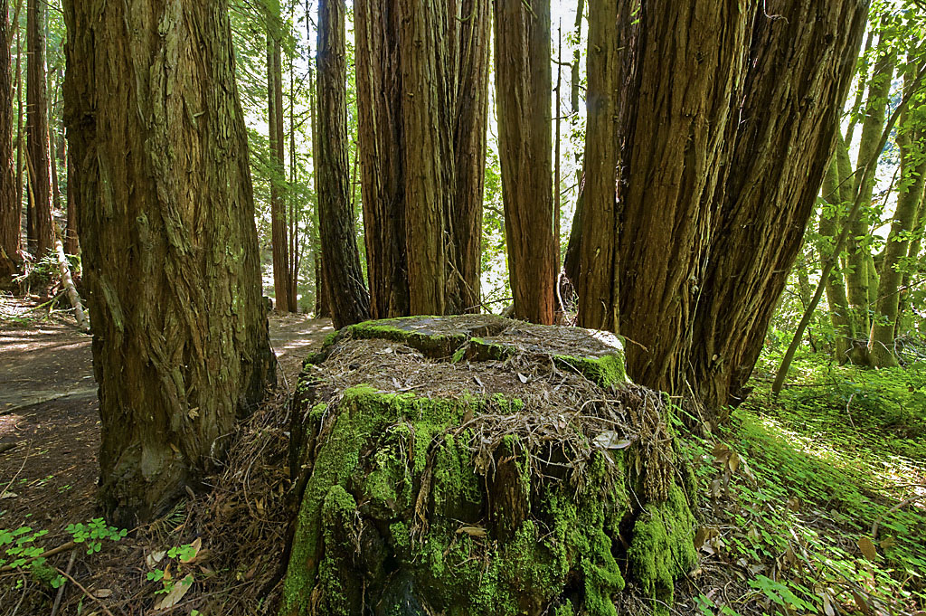 Henry Cowell Redwoods State Park Campground