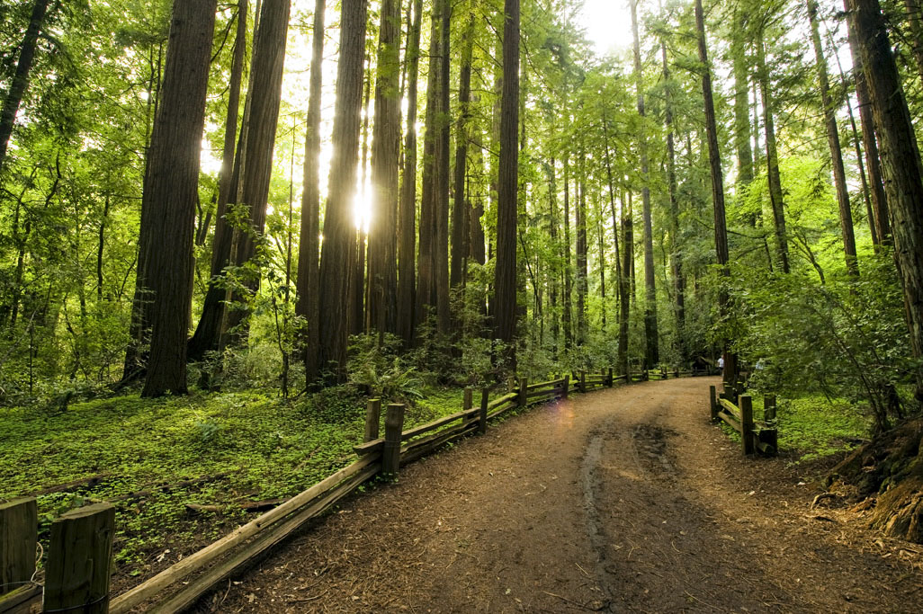 Henry Cowell Redwoods State Park Campground