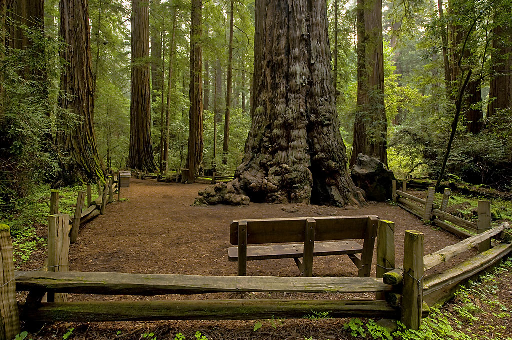 Henry Cowell Redwoods State Park Campground