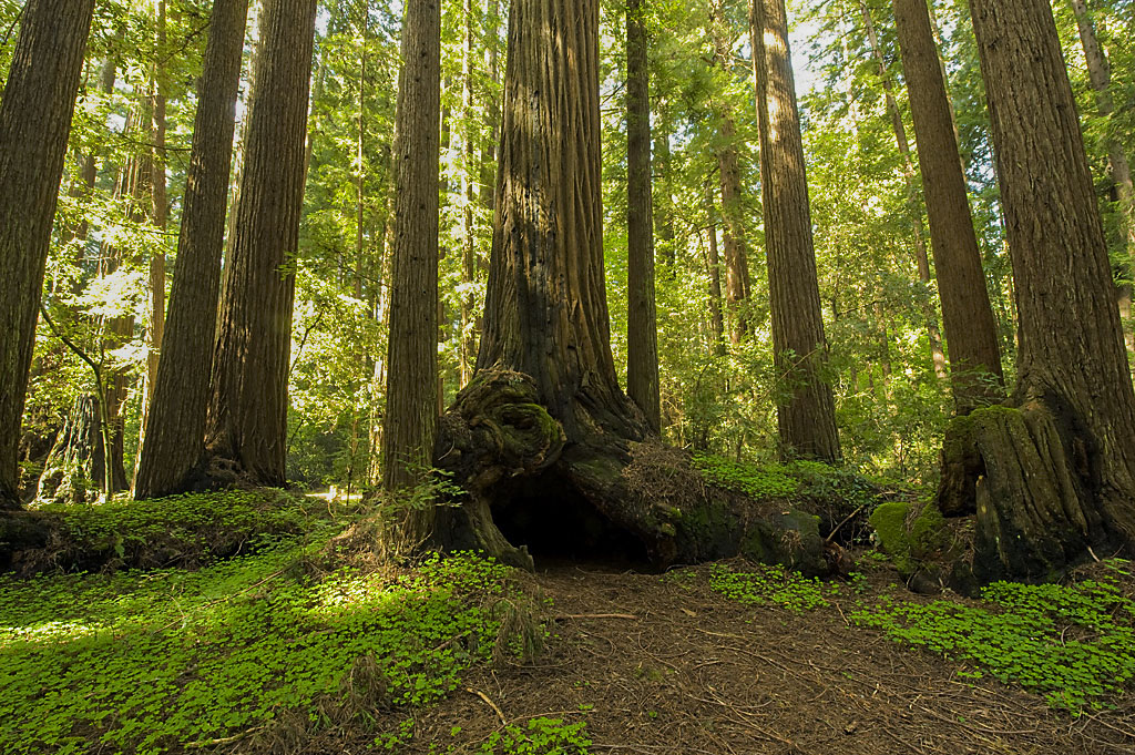 Henry Cowell Redwoods State Park Campground