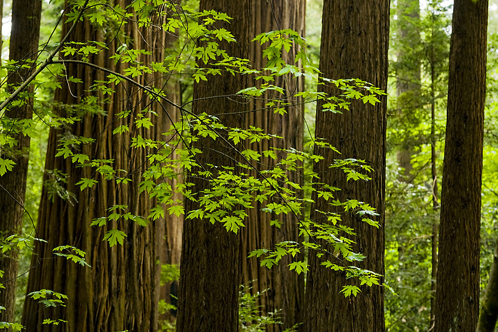 Henry Cowell Redwoods State Park Campground