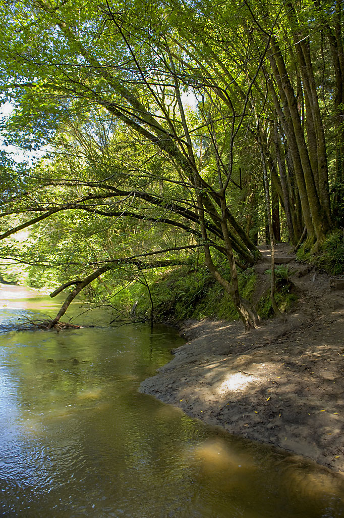 Henry Cowell Redwoods State Park Campground