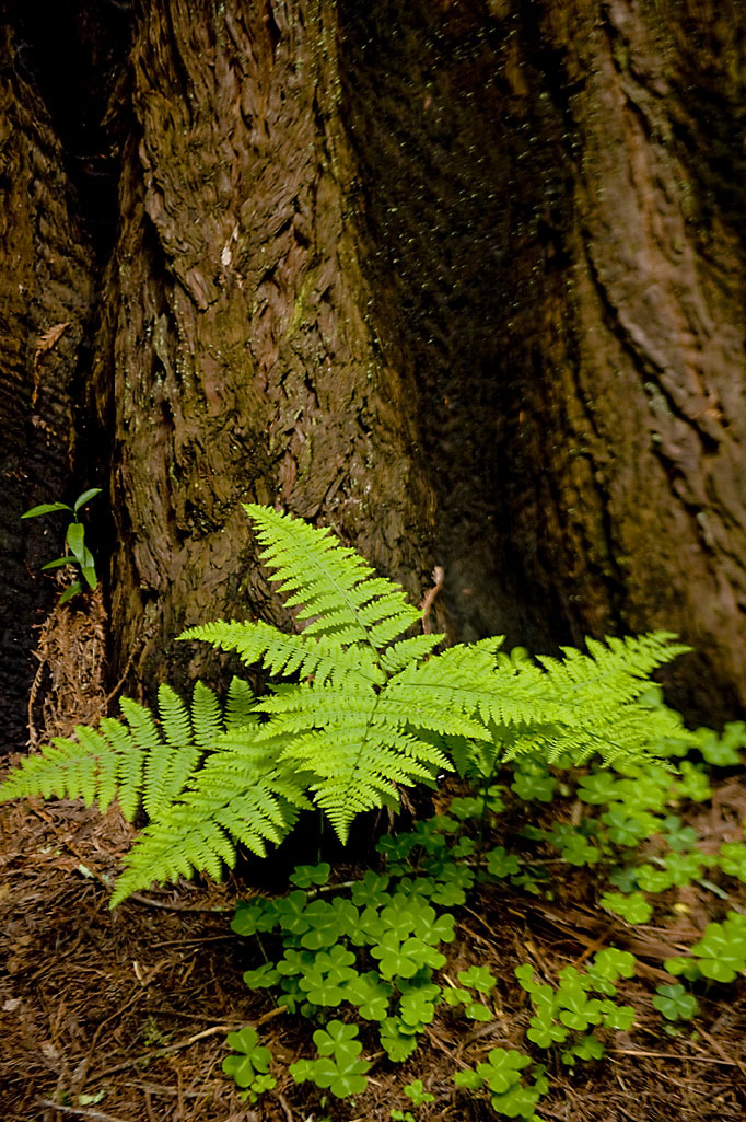 Henry Cowell Redwoods State Park Campground