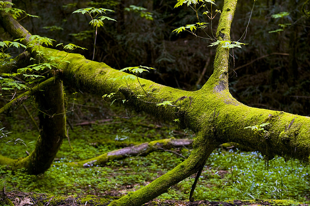 Henry Cowell Redwoods State Park Campground