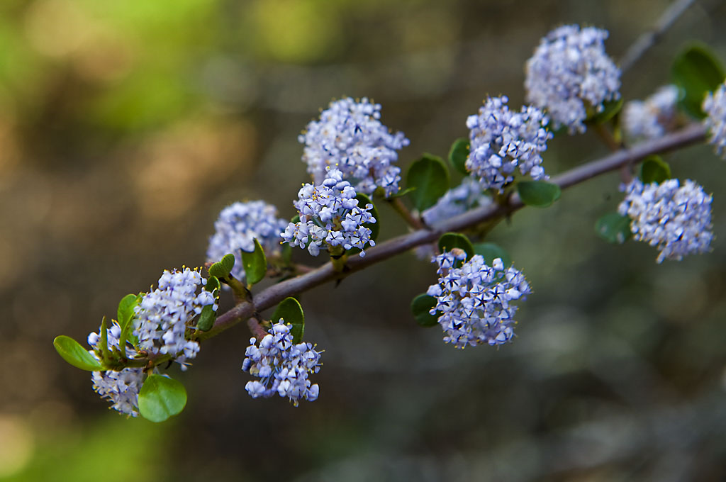 Henry Cowell Redwoods State Park Campground