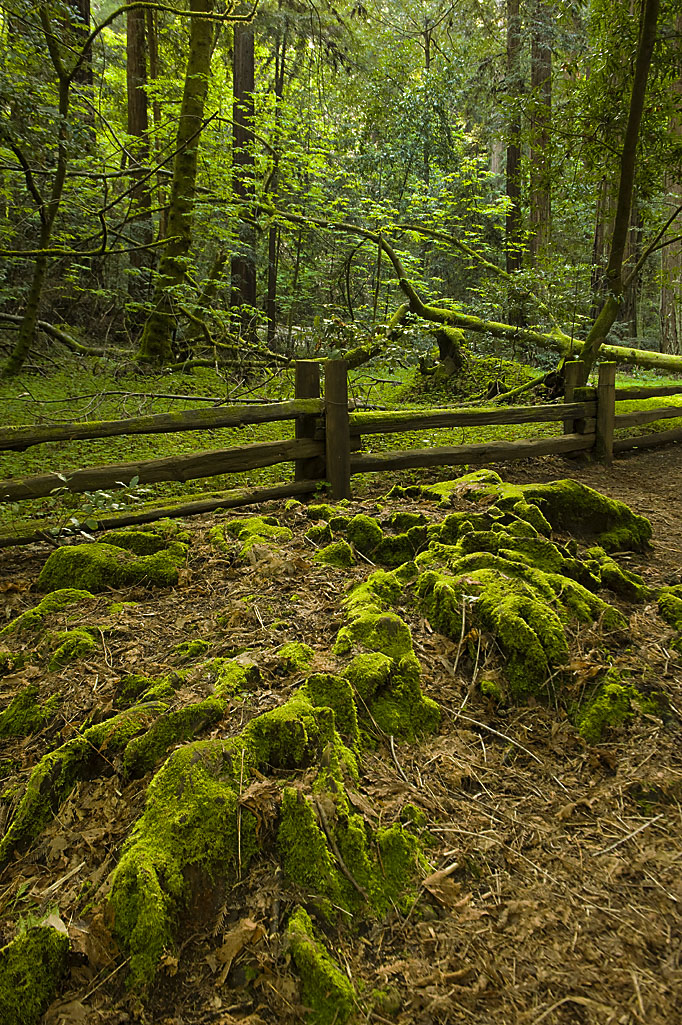 Henry Cowell Redwoods State Park Campground