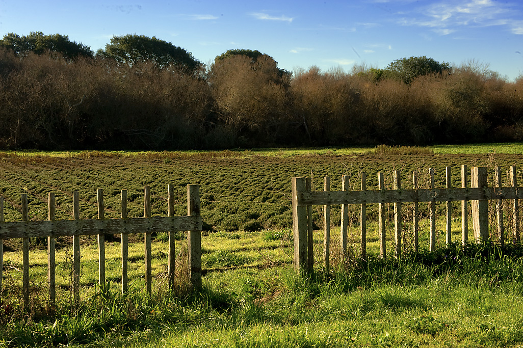 Wilder Ranch Campground