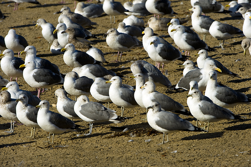 Wilder Ranch Campground