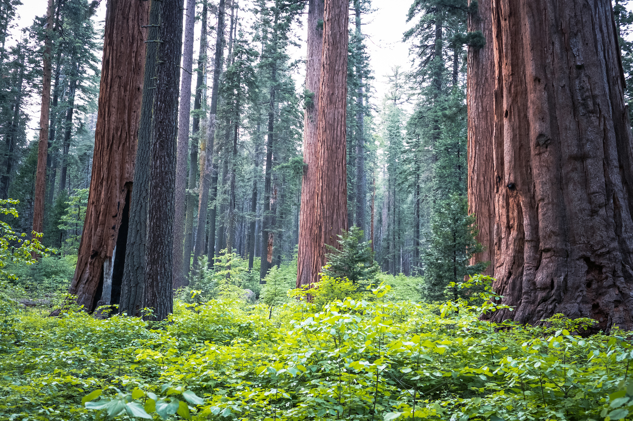 Calaveras Big Trees State Park Group Campground