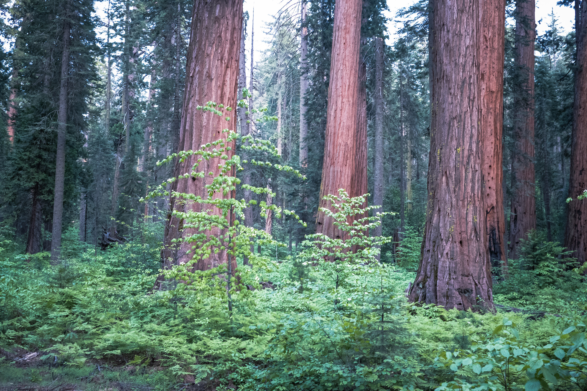 Calaveras Big Trees State Park Group Campground