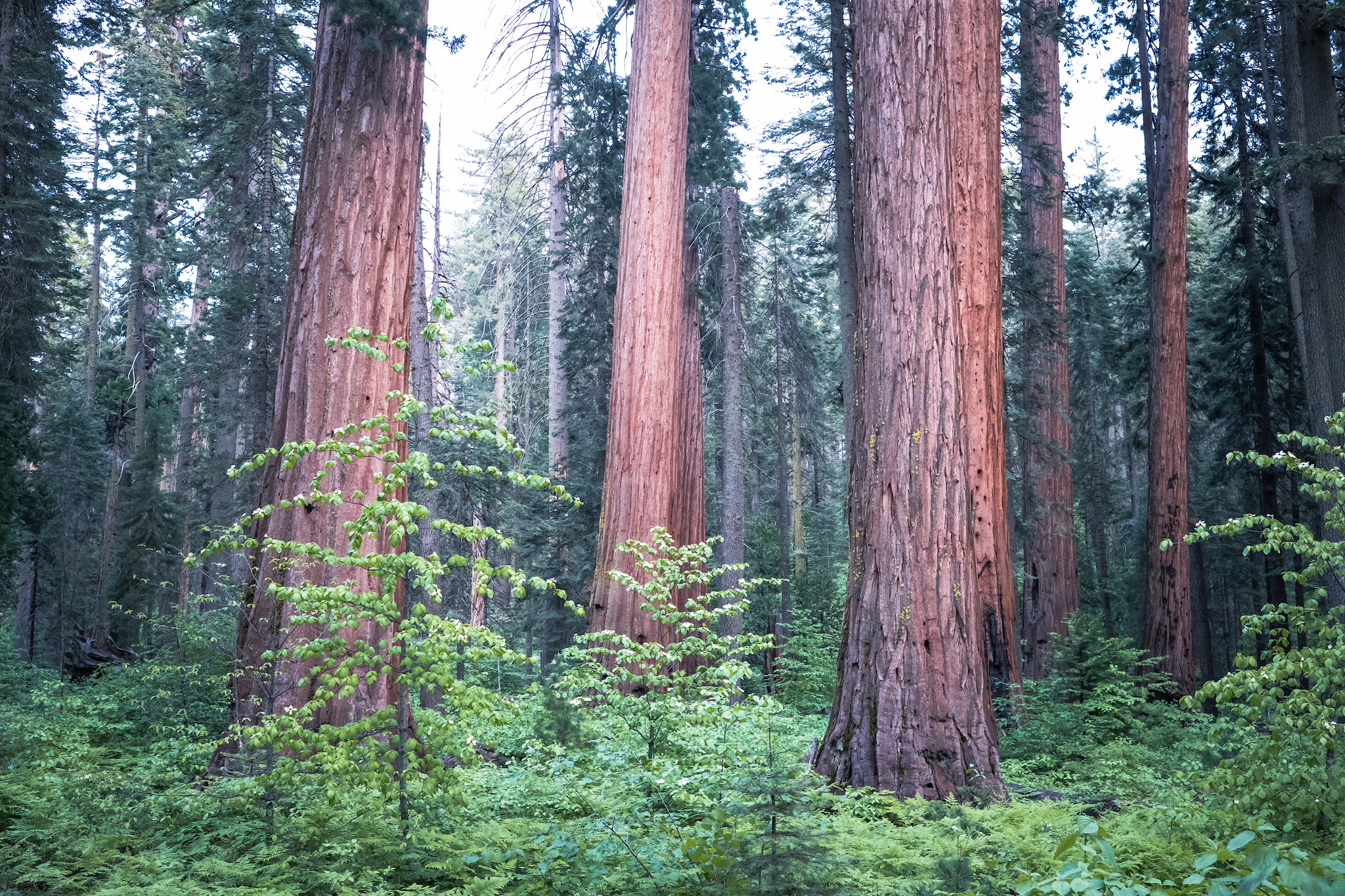 Group Campgrounds in California