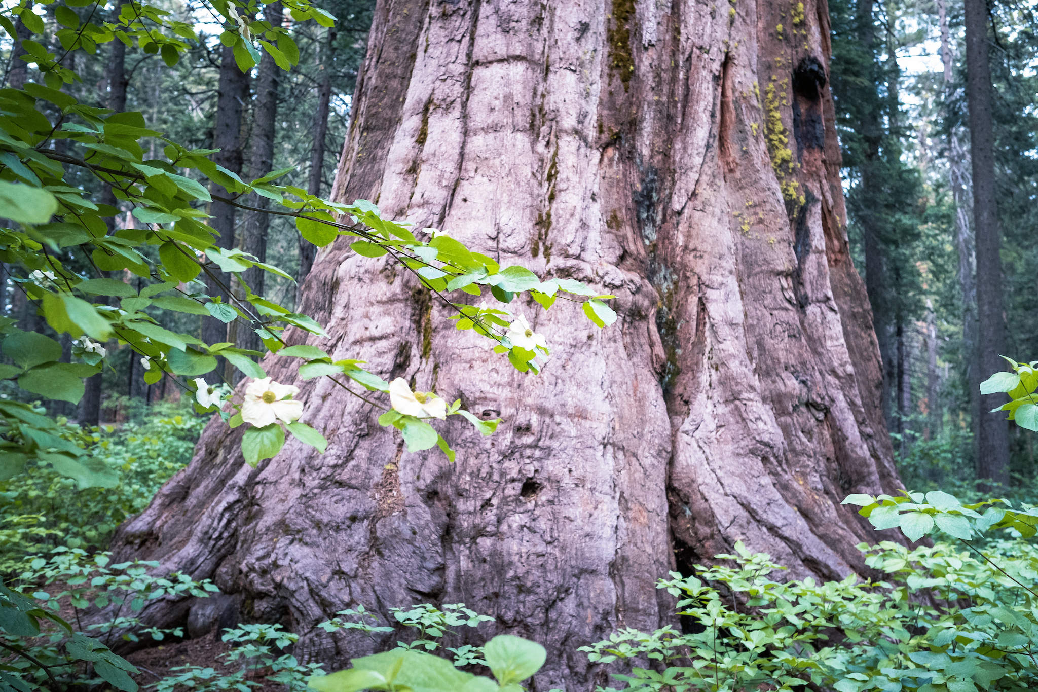 Calaveras Big Trees State Park Group Campground