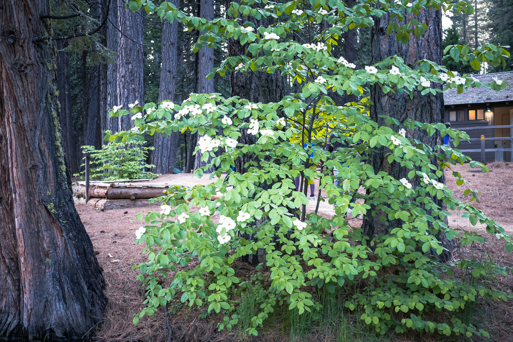 Calaveras Big Trees State Park Group Campground