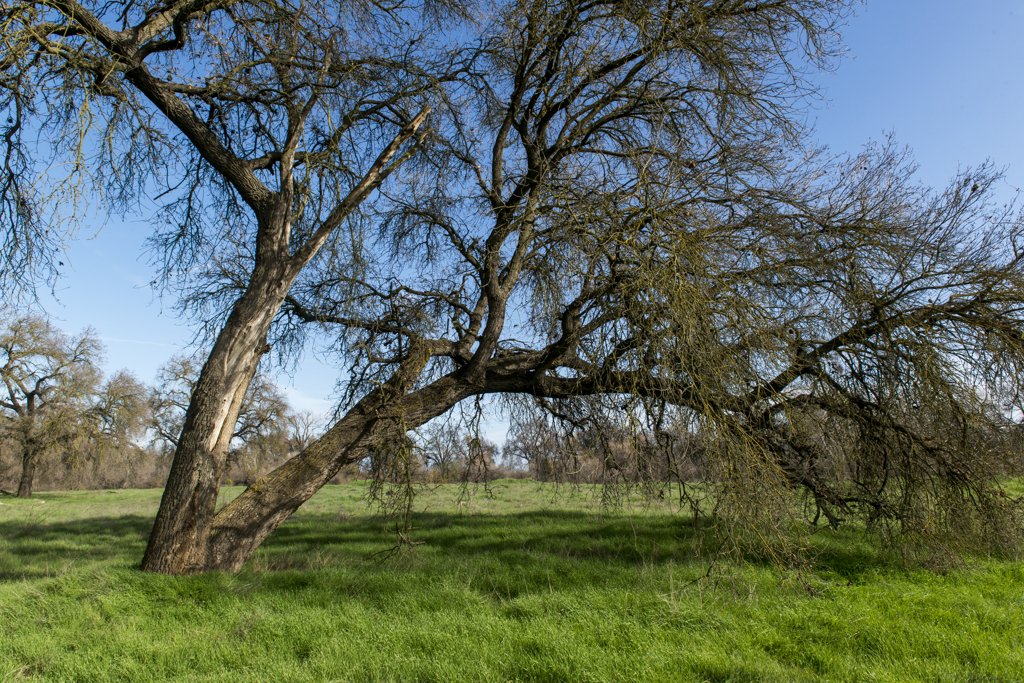 California State Parks