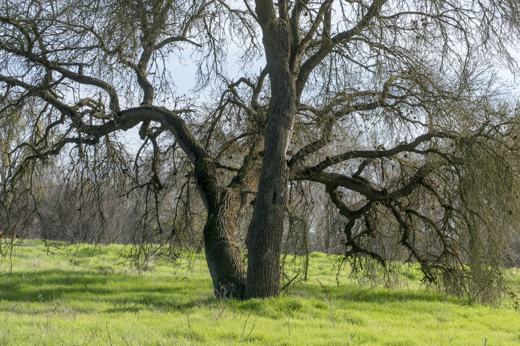 California State Parks