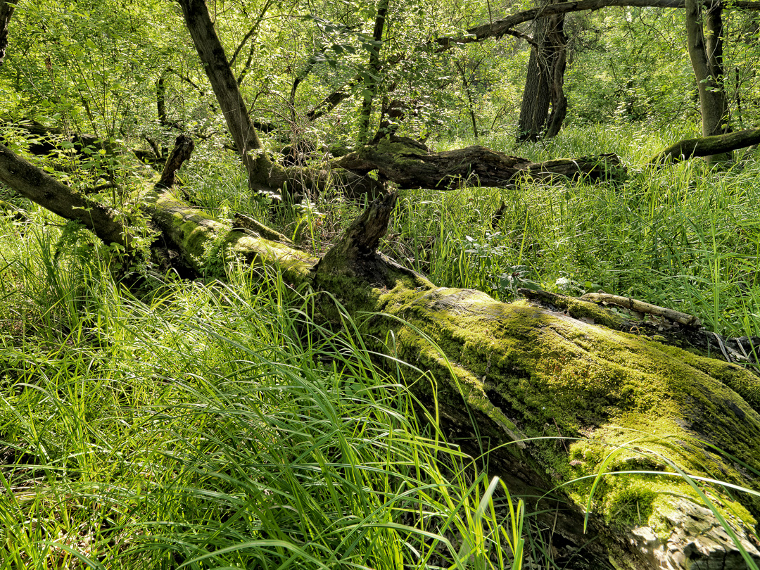 Caswell Memorial State Park Campground