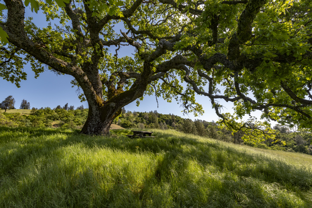 Coe Ranch Campground