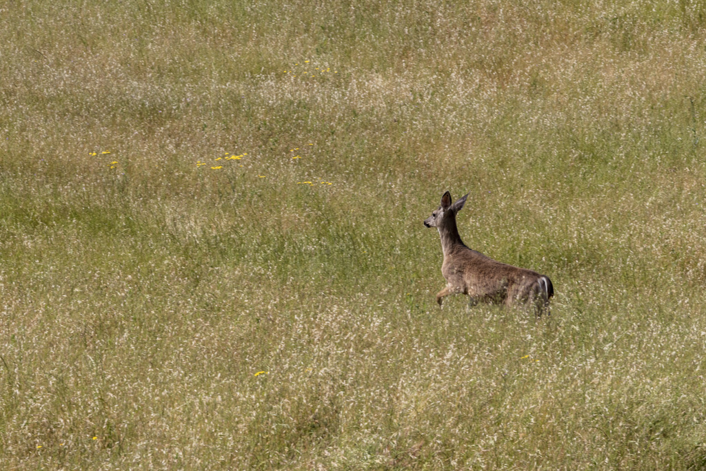 Manzanita Point Hike-In Group Campground