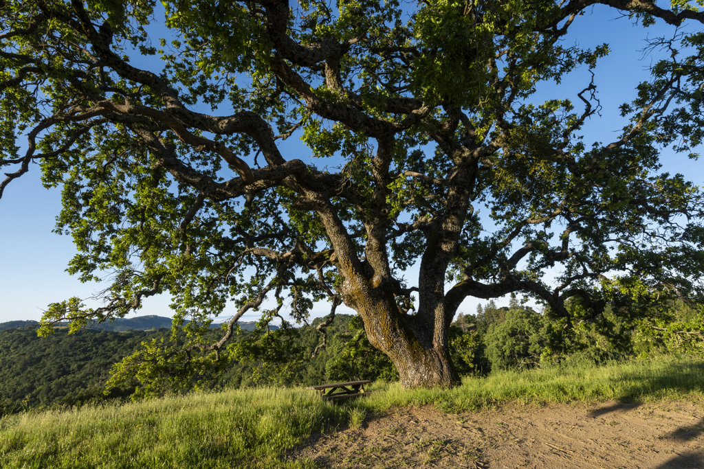 Manzanita Point Hike-In Group Campground