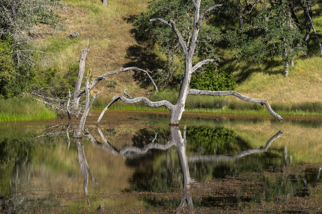 Manzanita Point Hike-In Group Campground