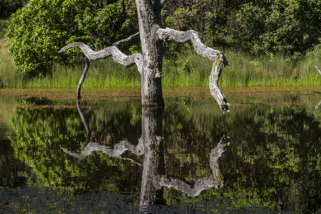 Manzanita Point Hike-In Group Campground