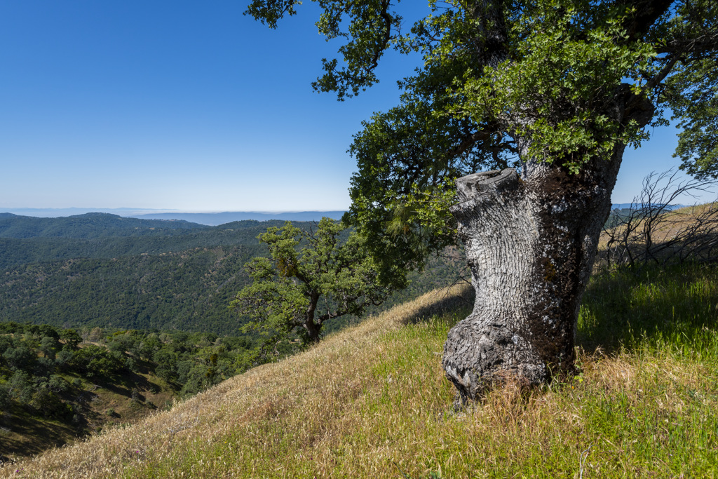 Coe Ranch Campground