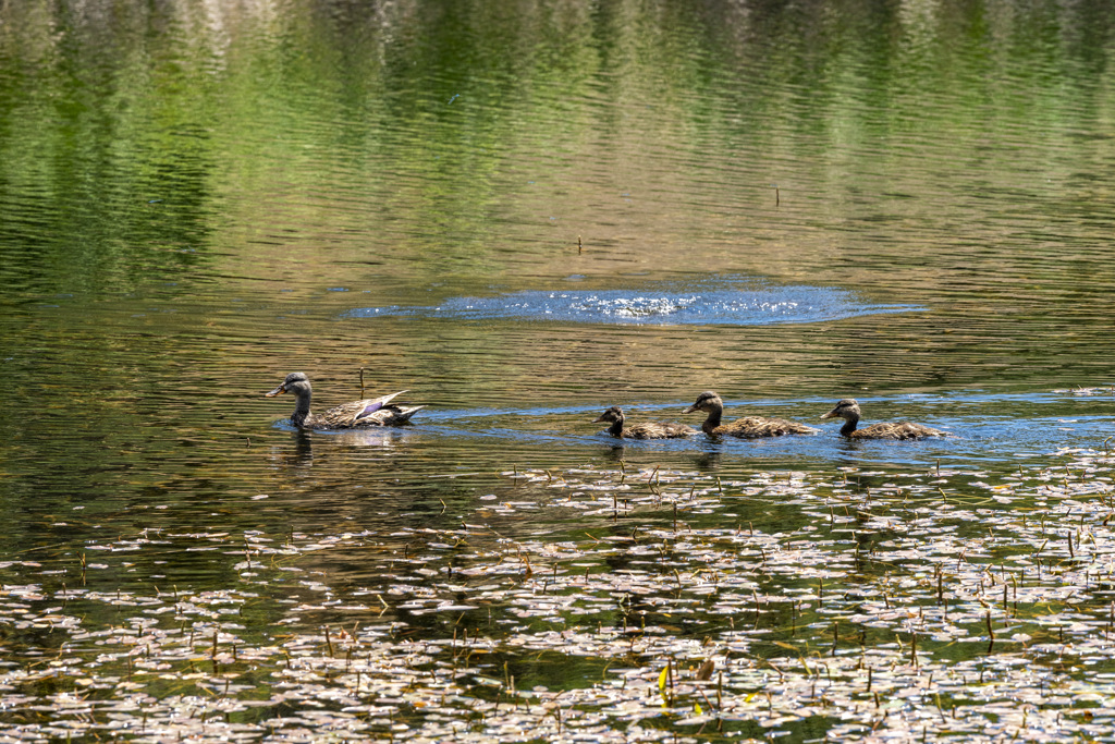 Manzanita Point Hike-In Group Campground