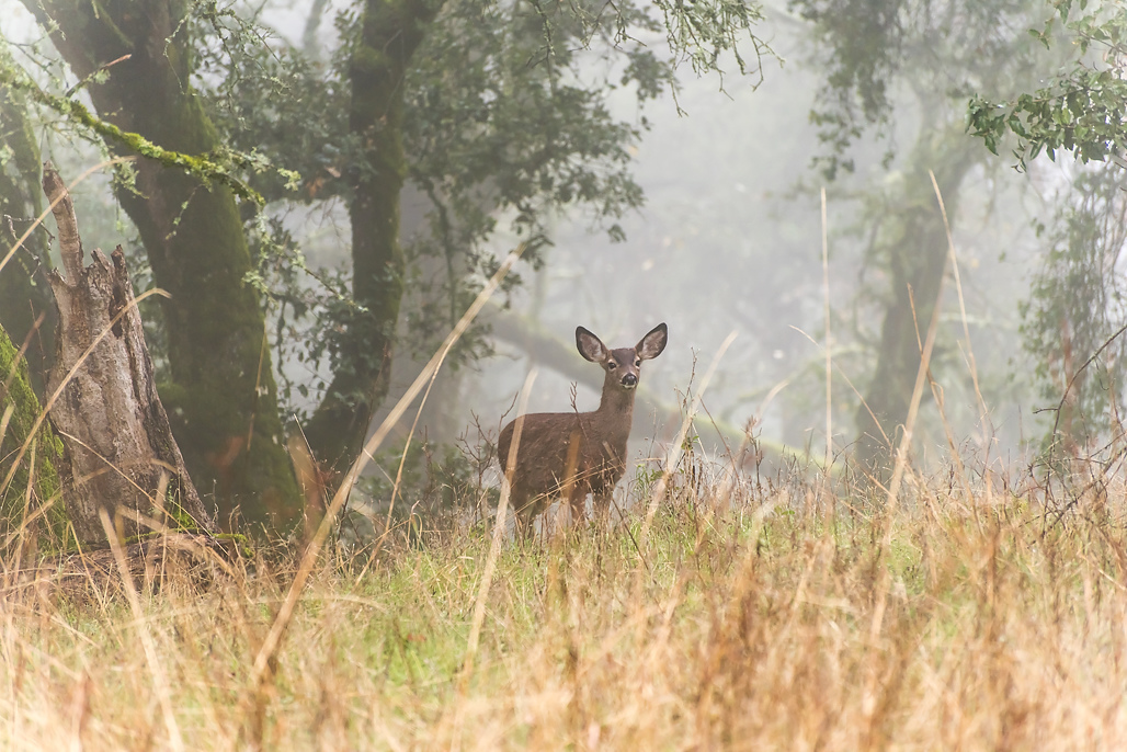 California State Parks