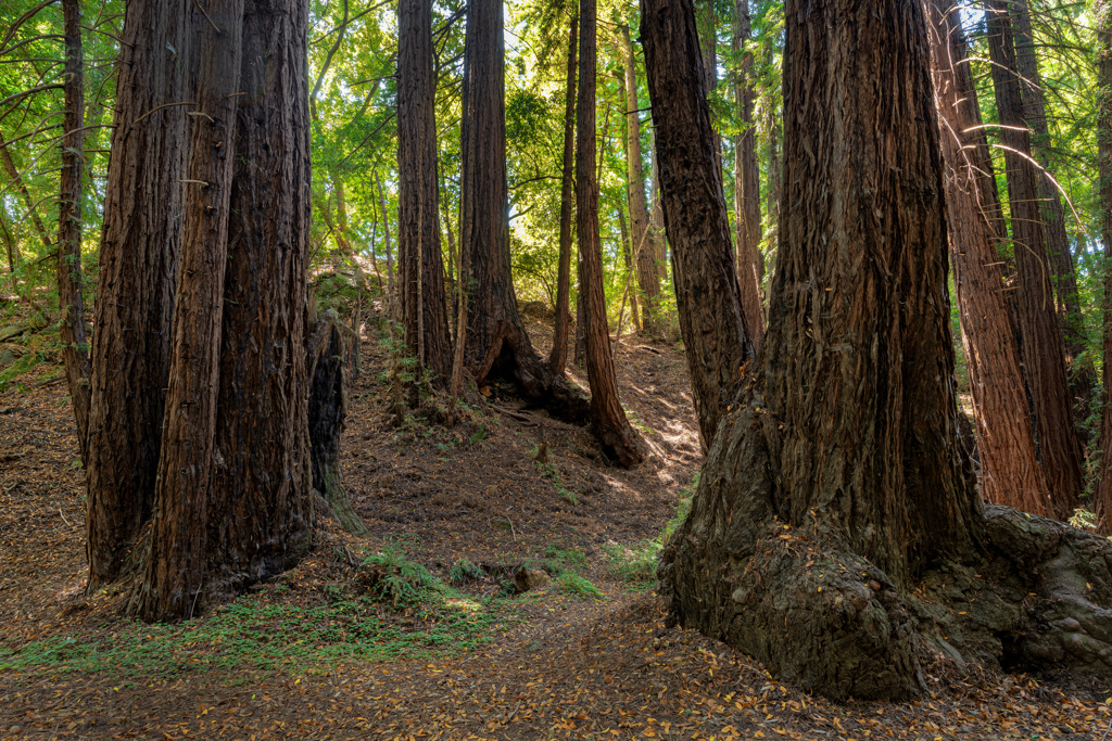 Pfeiffer Big Sur Campground