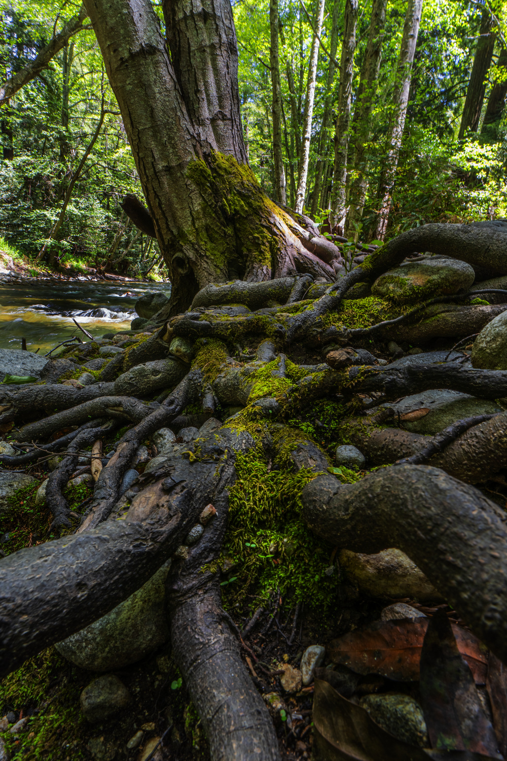 Pfeiffer Big Sur Campground